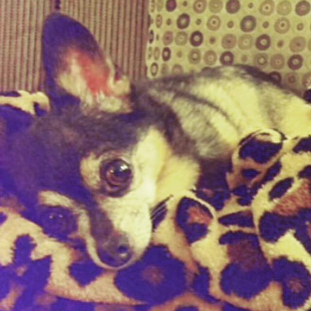 LAadoptRescue's tweet photo. 🔸 Meet BILLY 🔸
A sweet 9 y/o #seniorChi that is looking for a great home or ( #foster + #rescue ) .. #LosAngeles http://t.co/vLUigTeruc
