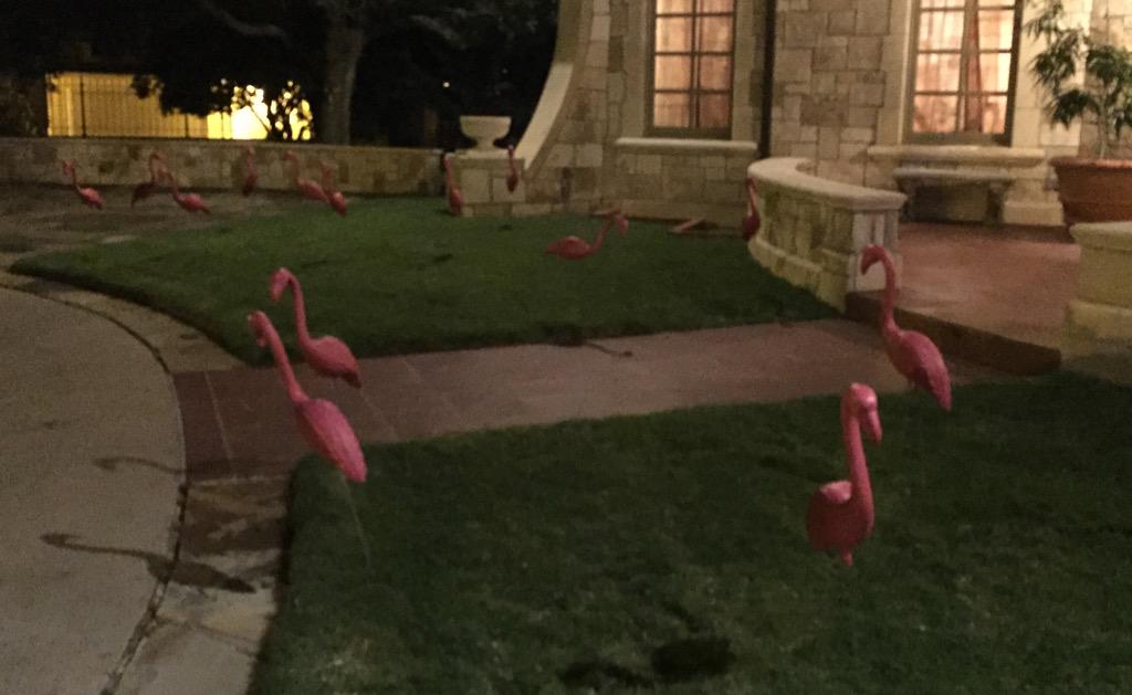 bonafideberry's tweet photo. Thanks for the flamingos  @RayYoungLife http://t.co/iPvPT5SSeM