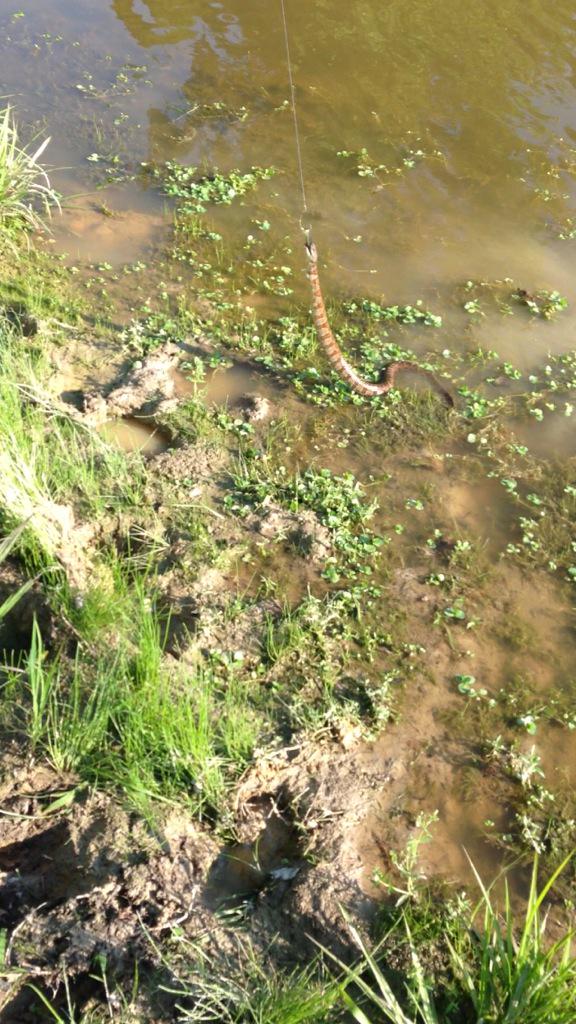 r_knox30's tweet photo. First time for everything #caughtasnake #fishinglife http://t.co/p9Ibr21wmR