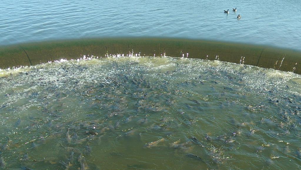#pymatuning spillway. Tons of fish. Gross