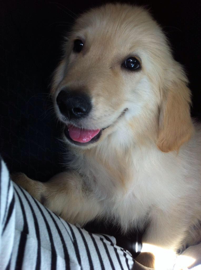 GoldenDogs_'s tweet image. #GoldenRetriever #GoldenDogs