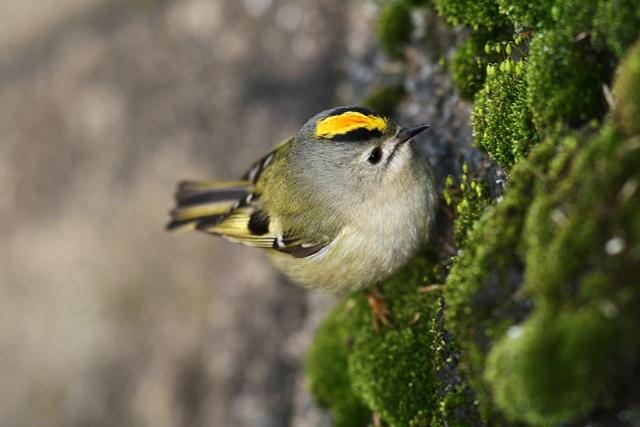 あり キクイタダキちゃんかわいい 柳蓮二みたい Http T Co V635ida4mz