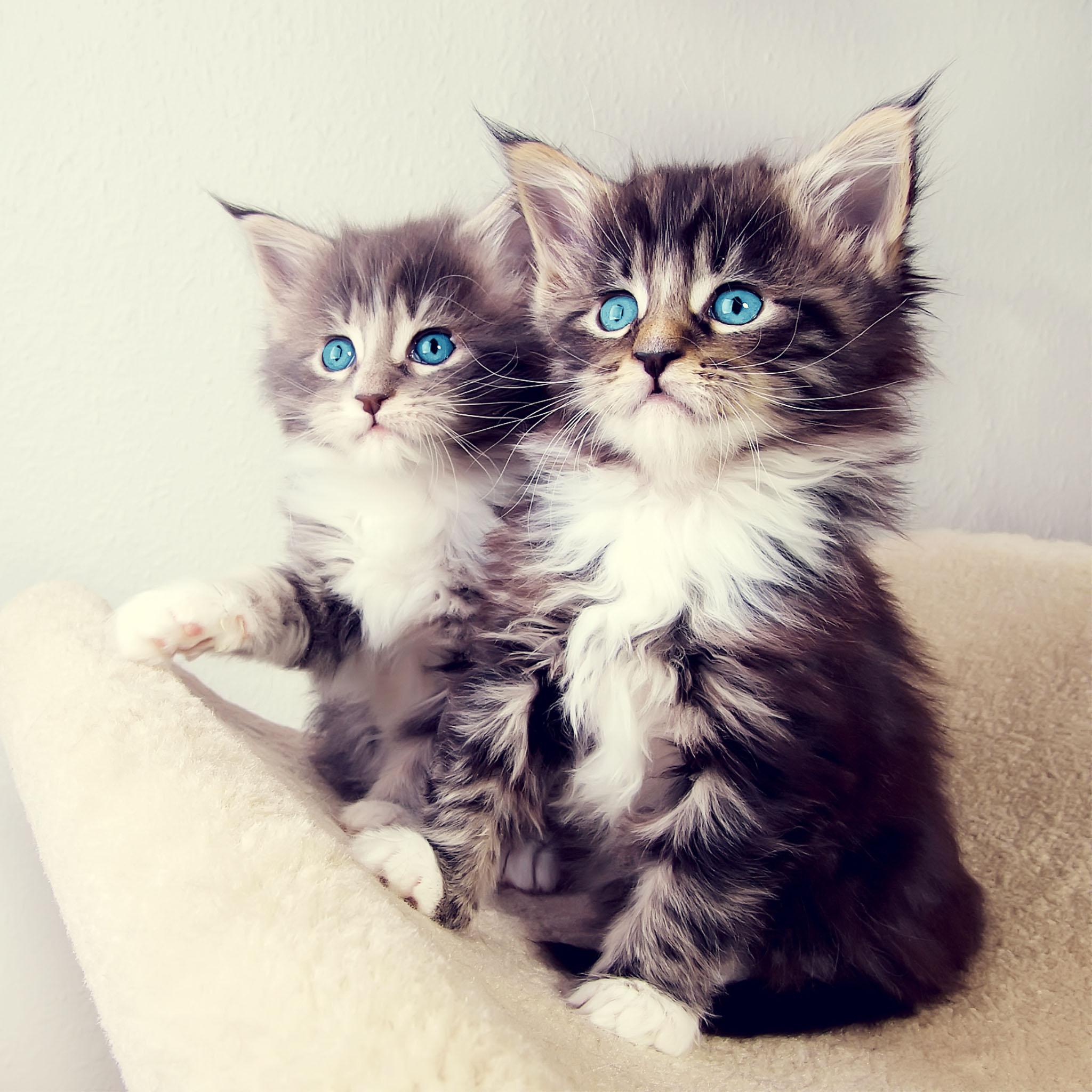 Tweets With Replies By 可愛い猫が大好き Sukicatsukineko Twitter