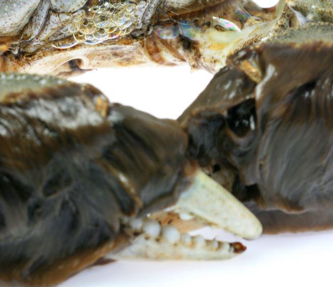 Sneak peek while setting up for #Fieldays2015. Getting the microscopes ready for this…any guesses what it is?@niwa_nz