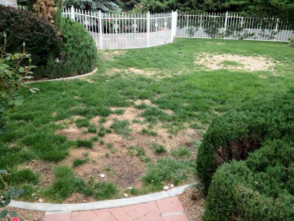 twins_n_wins's tweet photo. Bron why yo whole head look like a yard with dead grass http://t.co/tgpJYiw0Qh