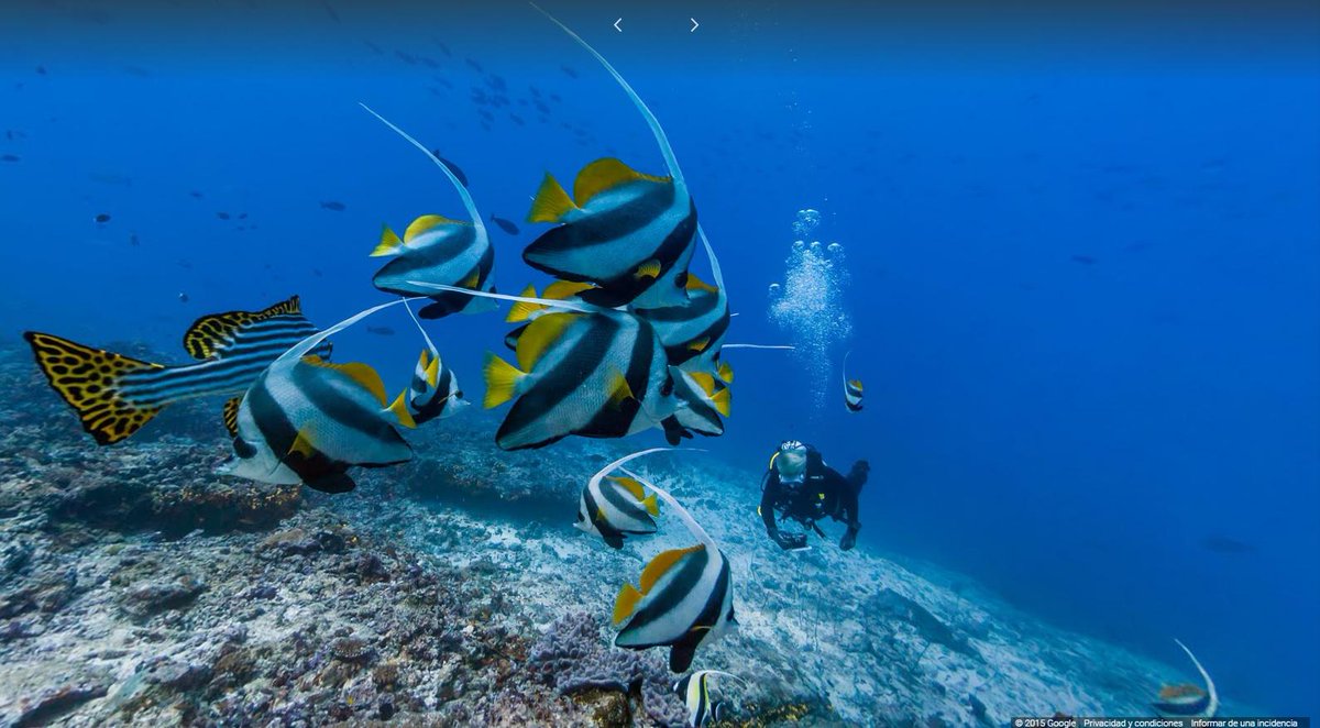 Impresionantes imágenes submarinas para celebrar el #DiaMundialdelosOceanos europapress.es/sociedad/medio…