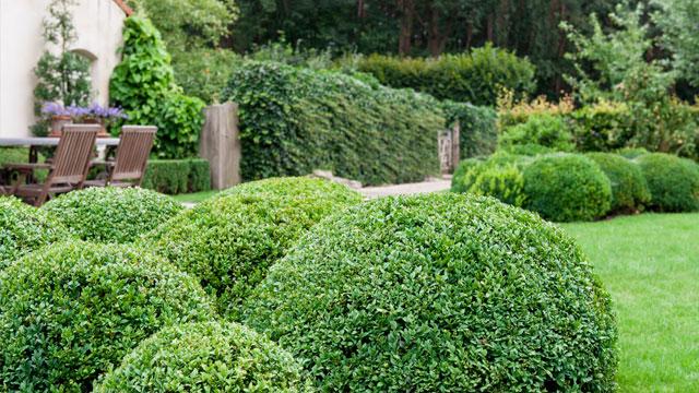 Heeft u een #buxus? dan mag u deze nog snoeien in juni. Om verbrandingsplekken tegen te gaan op een bewolkte dag.