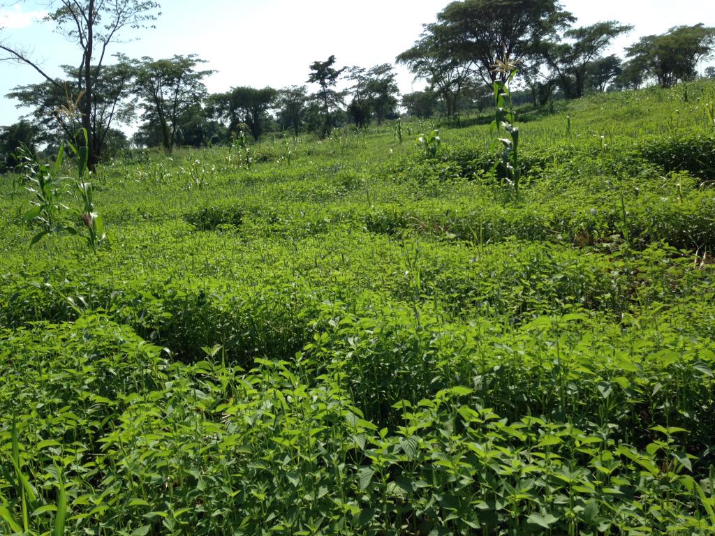 YvonnedeHaan's tweet photo. Impressive African #organic farming @Amfri Farms with @AHennekens and @Stephen_BKasule http://t.co/s2AXXMpOjV