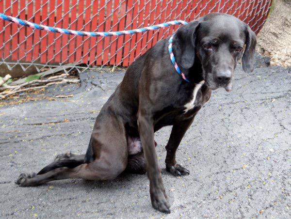 @AberrationKate @Ivy_Middleton <a href="/Canine_Rights/">Michael</a>  SHADOW IS NOT SAFE YET. nycdogs.urgentpodr.org/shadow-a103881…