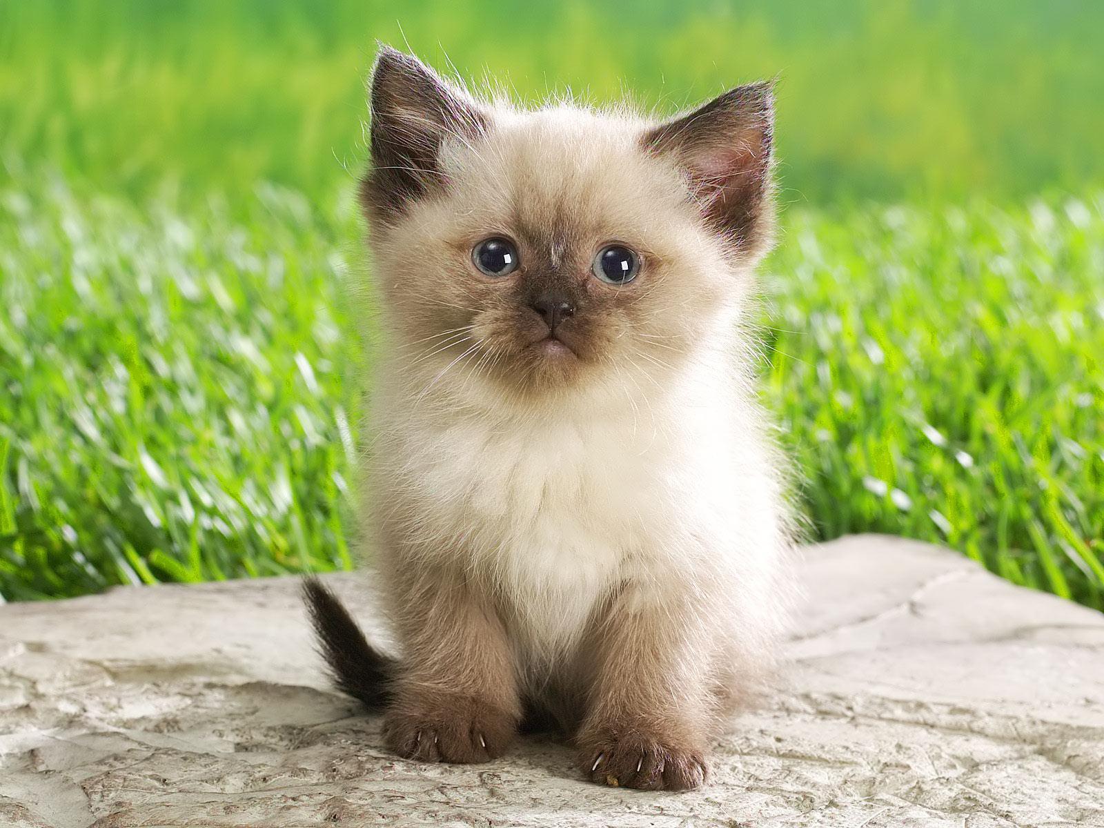 Cutest kitten breeds sale