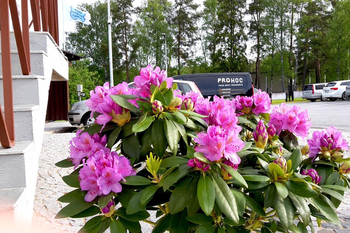 ProhocOy's tweet image. Good morning followers! Once again it&apos;s a sunny day here in Vaasa! #prohoc #yourbestresource #vaasa #summerday