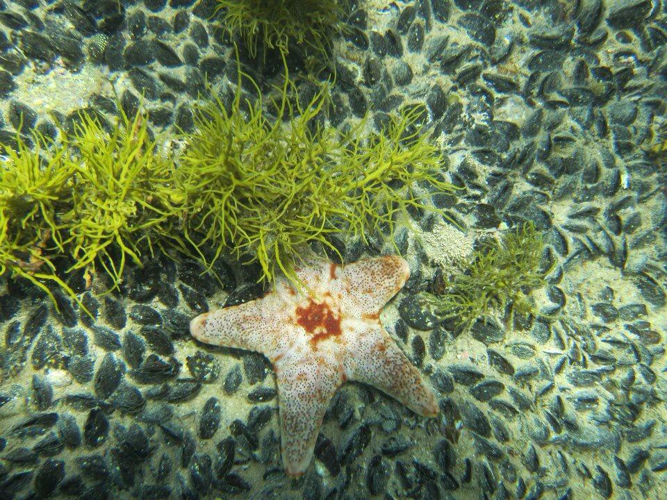 DrKerryS's tweet photo. Happy #WorldOceansDay - 8th June 2015. Remember: Oceans need protection to ensure future health &amp; biodiversity! http://t.co/3NSw2R5NNG