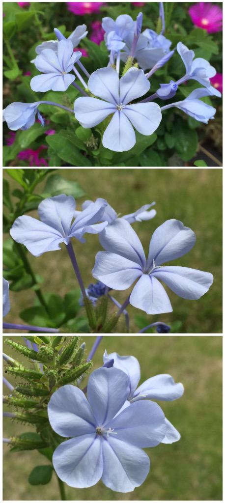 華咲 U Tvitteri ルリマツリ 瑠璃茉莉 Plumbago Auriculata プルンバーゴ 花言葉 密かな情熱 Http T Co Ct1dwloixm