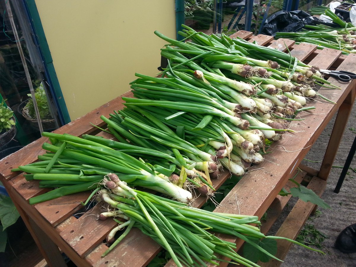 Our first crop from our allotment <a href="/TheRegendaGroup/">The Regenda Group</a> <a href="/BNENC_/">BNENC</a>  #springonions