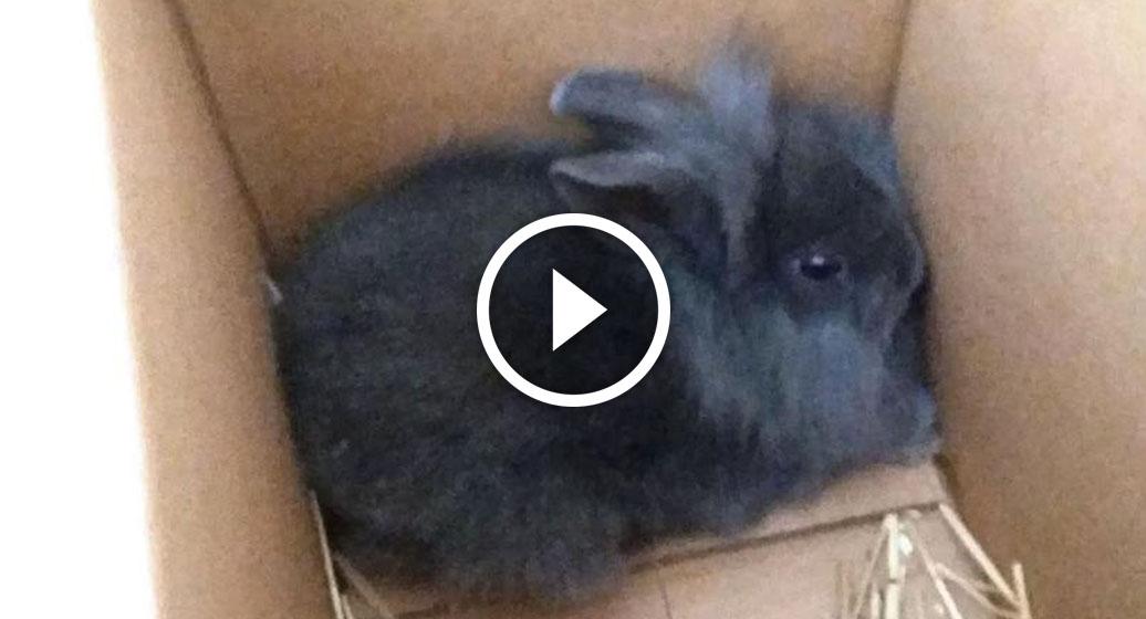 Le_Figaro's tweet photo. VIDÉO - Un animateur radio danois tabasse à mort un lapin en direct 
>> http://t.co/bnWZYz5TMO via @Le_scan_tele http://t.co/8BC2H9KeRS