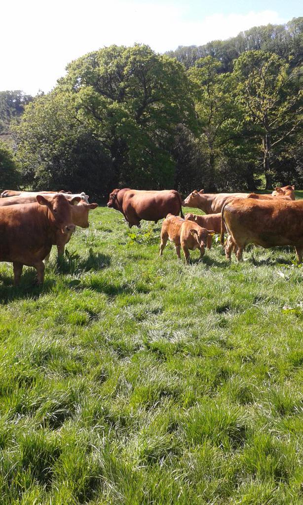 NigelsCows's tweet photo. And he is away... #Wallcot Milan from @stabiliserjames meets his #ladycows so come on girls who's first? #bulling15 http://t.co/HBjd606CK7