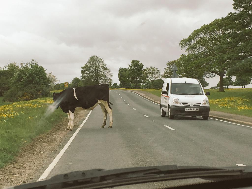 amyloucampbella's tweet image. So our journey home from #Hull was an interesting one... #cowproblems