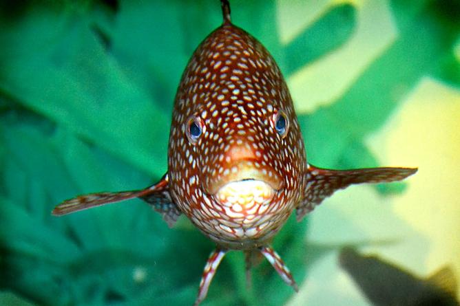 ConversationUK's tweet photo. These tiny fish are farmed to eat sea lice off the backs of valuable and tasty Atlantic salmon http://t.co/6e6xegq1rR http://t.co/TQFF0gcFgm