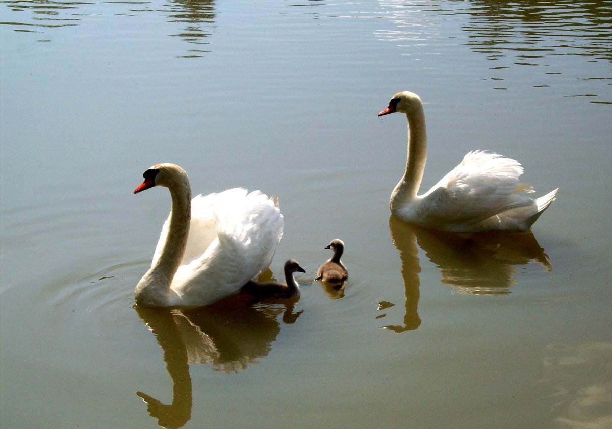 Terenc7's tweet photo. #Swans #lakelife #cantwaitforsummer http://t.co/RyPWcCy3S1