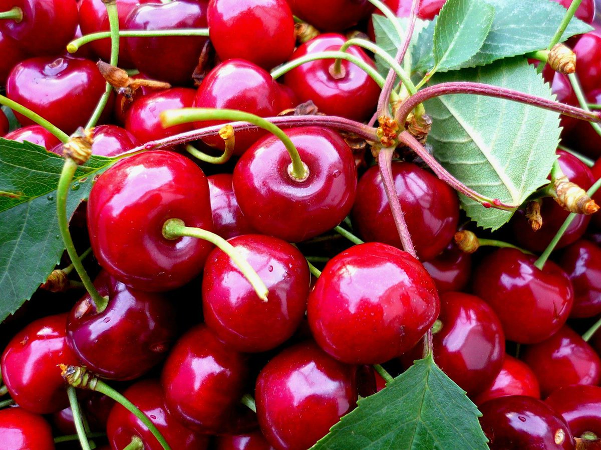 lindependant's tweet photo. A #Trausse , une fête de la #cerise pour rougir de plaisir ce dimanche #carcassonne
http://t.co/rrOHz6XkES http://t.co/R0LHVjLZqX