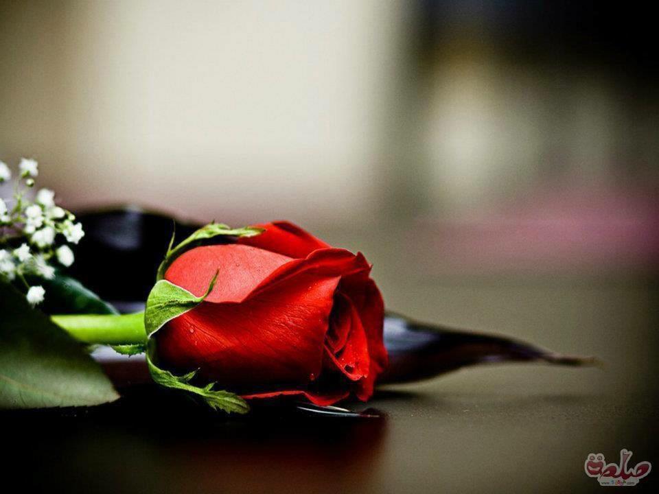 Nnw8bDZ7ba5EoqQ's tweet photo. @rekabi29 http://t.co/sJpOHFnf9V