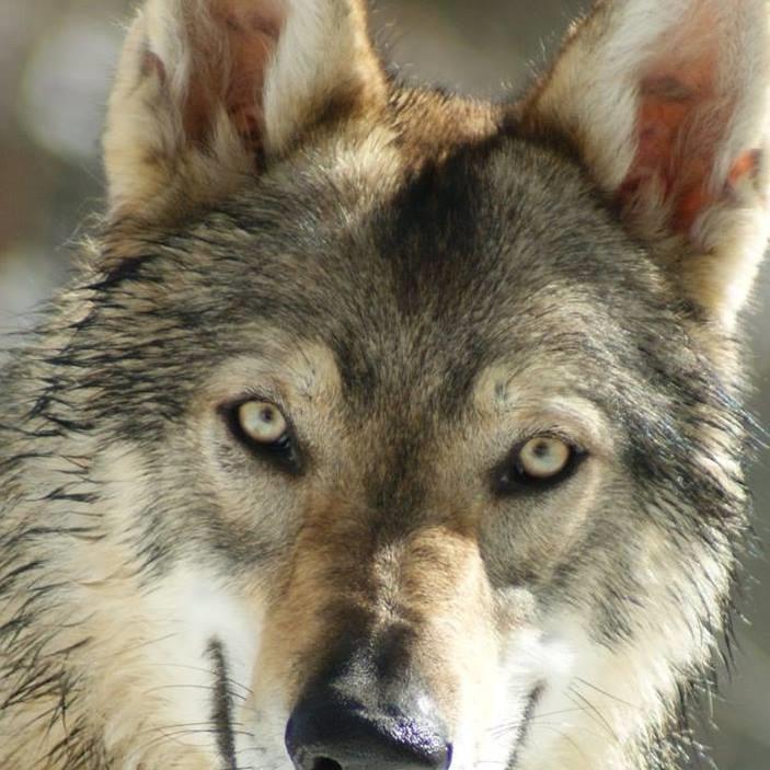 wolf_alphawolf's tweet photo. Buongiorno.... http://t.co/ZcPNlmVuNJ