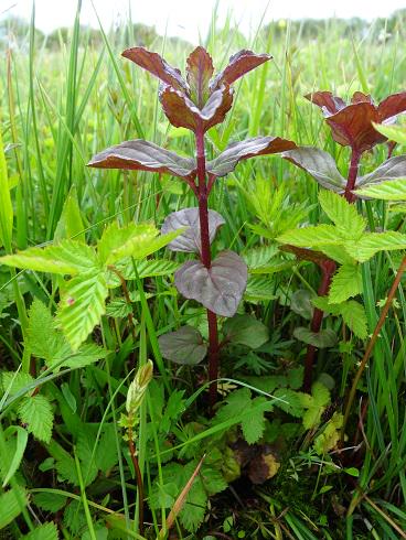 flamingredapple's tweet photo. The beautiful flora of the #shannon #callows near #clonmacnoise yesterday http://t.co/2aedut5wTN