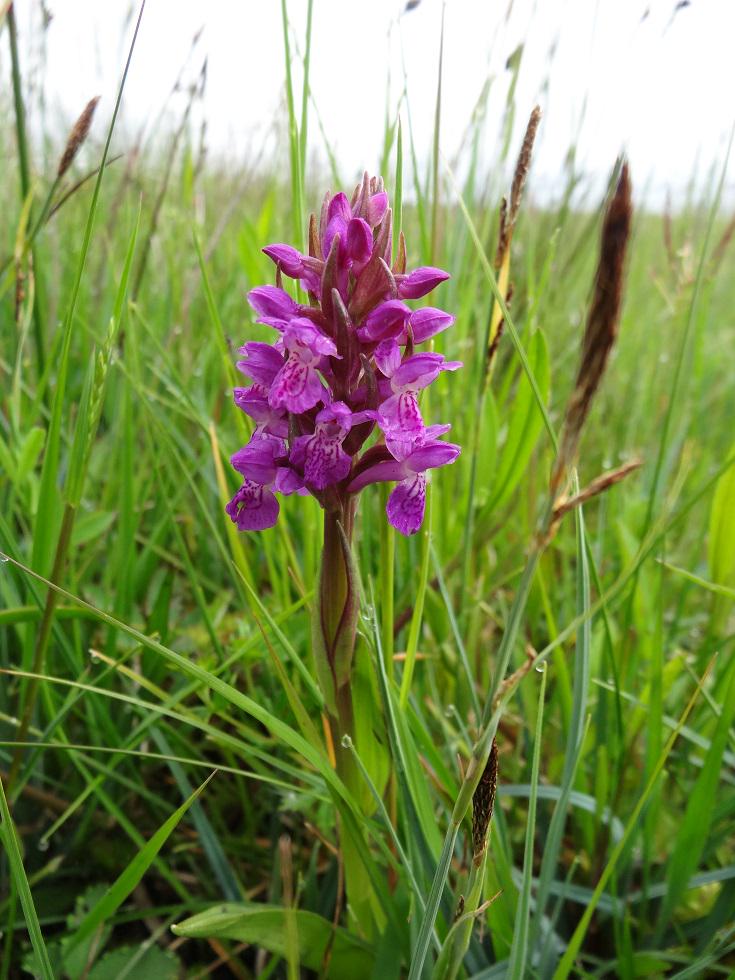 flamingredapple's tweet photo. The beautiful flora of the #shannon #callows near #clonmacnoise yesterday http://t.co/2aedut5wTN