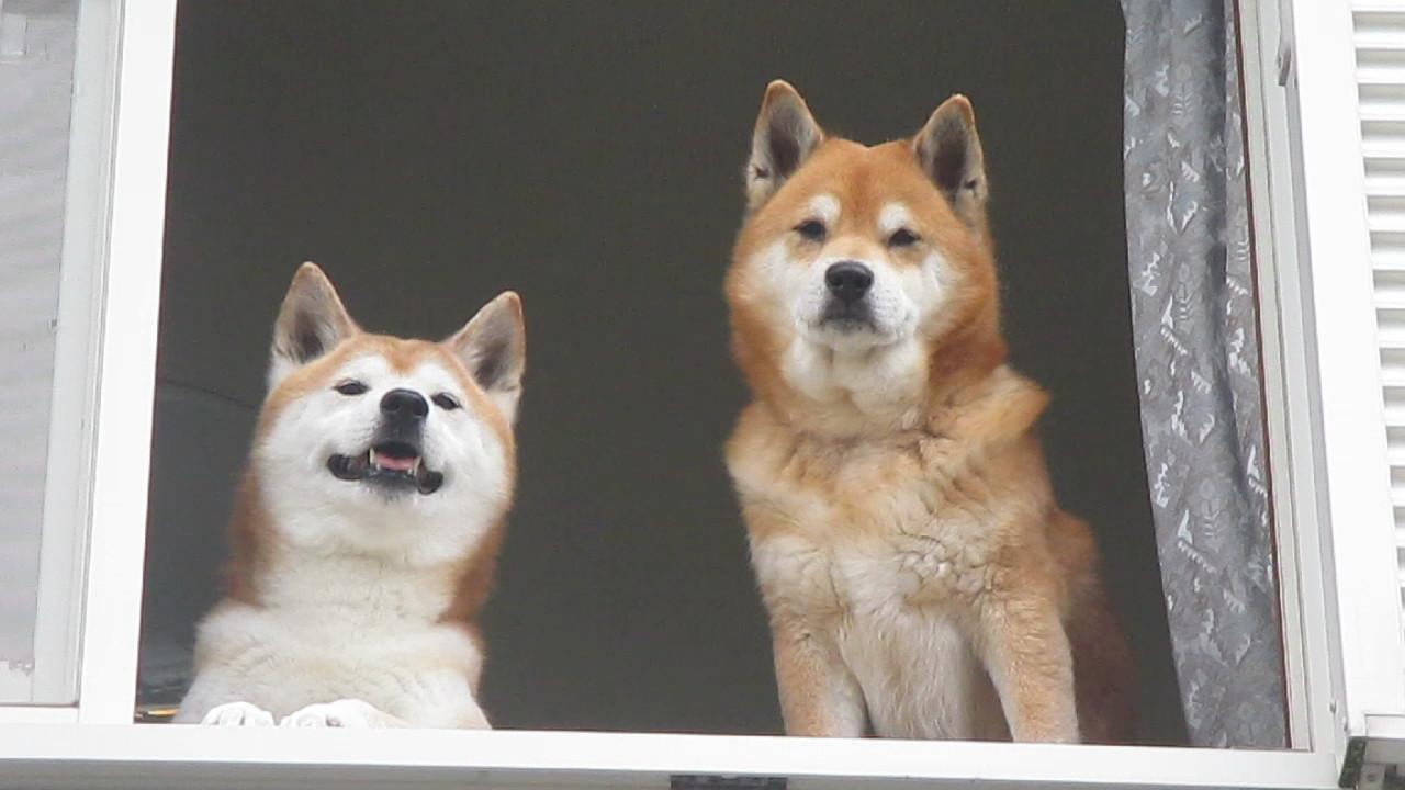 まめ田ちゃめ助 Su Twitter うぐいすのきれいな鳴き声にうっとり まめ田ちゃめ助youtubeチャンネル T Co Fofzcchnbh Http T Co Cio9btogqj