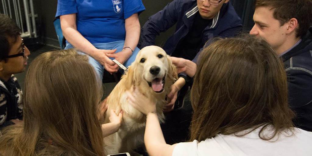 UniofNewcastle's tweet photo. Students taking time out from exam pressures to de-stress with a guide dog puppy http://t.co/fHYRJhlGO1 http://t.co/wT8DimeYOZ