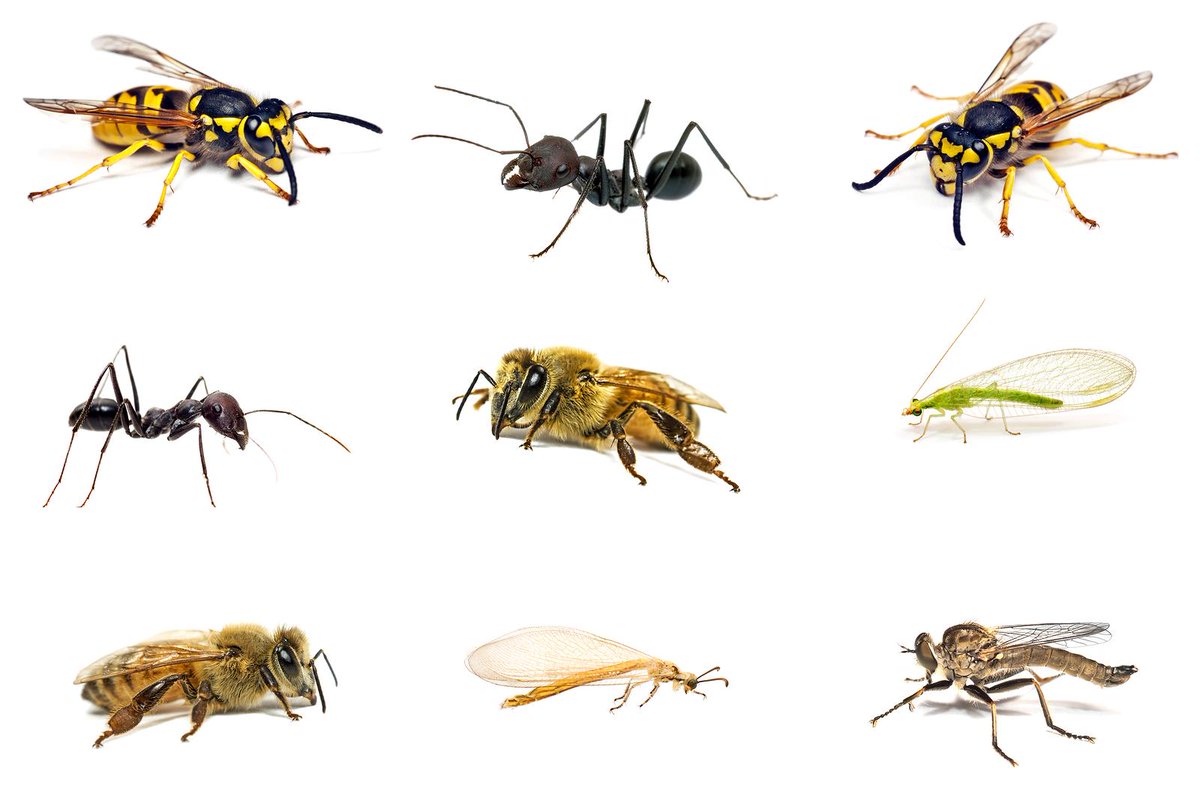 thewineguard's tweet image. Can you name 9 little reasons to use a Wine Guard or Drink Guard?
#ByeByeFly #ProtectYourDrinks