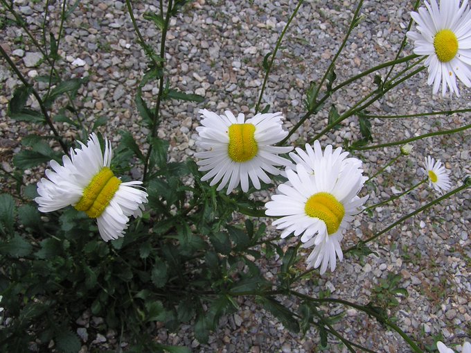 Are 'Mutated' Daisies Really Caused by Fukushima Radiation?