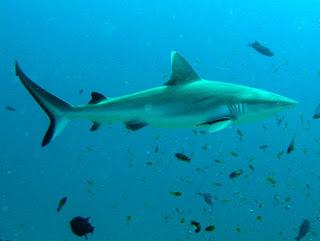 魚図鑑 和名 オグロメジロザメ 学名 Carcharhinus Amblyrhynchos 名前の通り 尾が黒くなる特徴的なサメで警戒心は高く 群れで行動することもある 稀ではあるが 飼育用で10万 30万で販売されている Http T Co Xqiqaxpib3 魚図鑑 和名 オグロメジロザメ 学名 Carcharhinus Amblyrhynchos 名前の通り 尾が黒くなる特徴的なサメで警戒心は高く 群れで行動することもある 稀ではあるが 飼育用で10万 30万で販売されている Http T Co Xqiqaxpib3