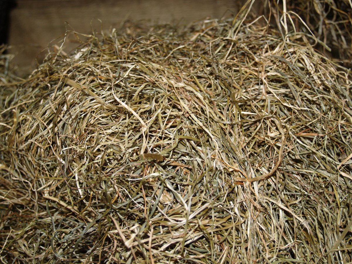 horses_dreams's tweet photo. #Feit | Kuil bevat minder stof dan hooi! #HDreams http://t.co/nLdMOjgnaO