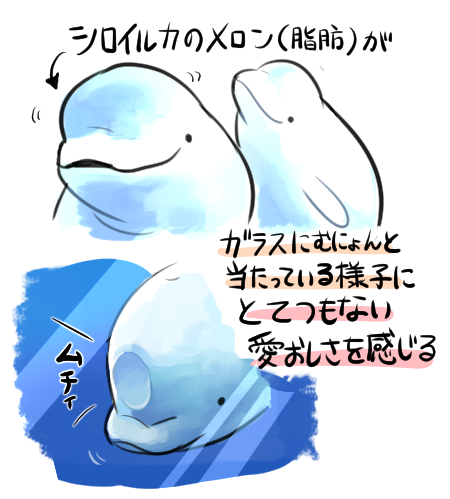 Mato En Twitter シロイルカはおでこが盛り上がってるから ガラスに近寄るとおでこがムチィってなるのがいいんですよ 過去ログ Http T Co Ojnaxftook
