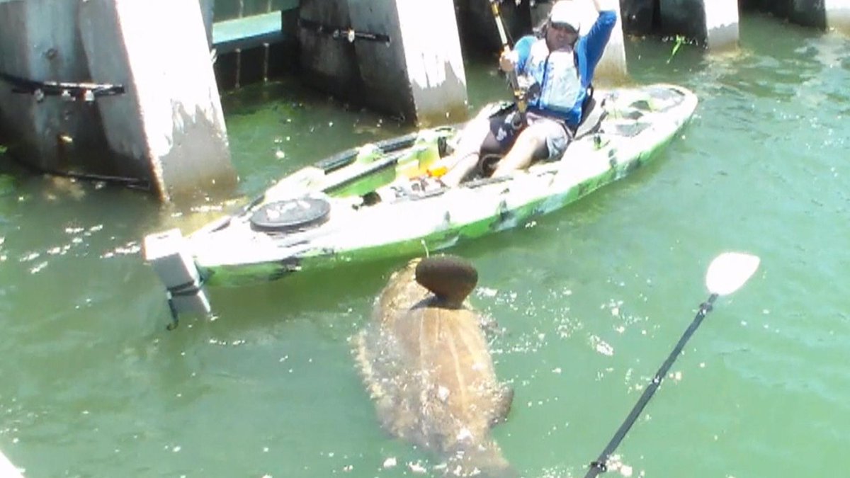 TODAYshow's tweet image. Whopping 552-lb. grouper caught – in a kayak! on.today.com/1Rnlalo