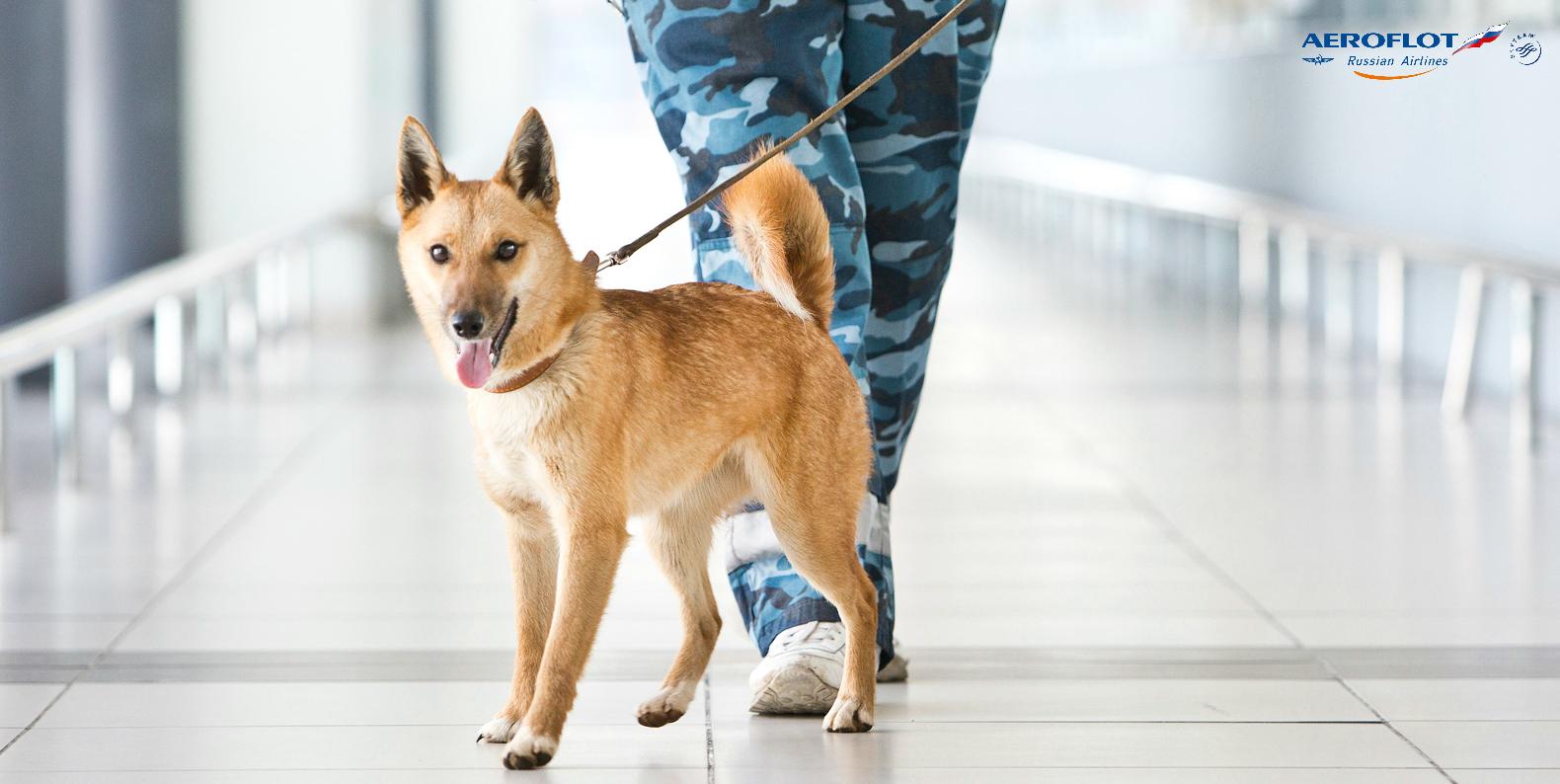 Sulimov dog store