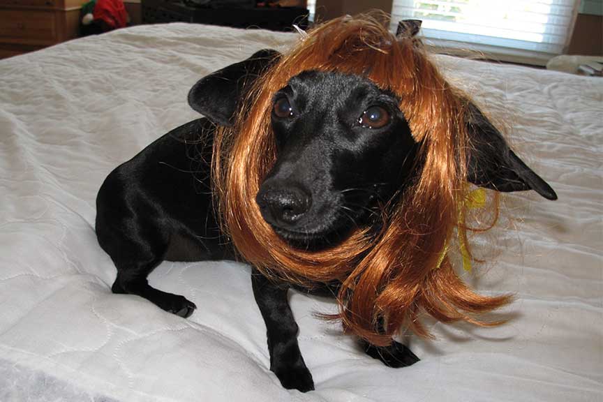 vcsark9's tweet image. Some days are just bad hair days!!! #badhairday #vcsark9 #vcsheriff #805k9