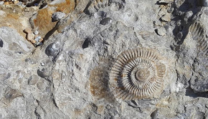 squibreport's tweet image. Fossils ready to leave Jarassiccoast if off-shore windfarm goes ahead squib.report/fossils-ready-… @Navitus_Bay @MHIVestas
