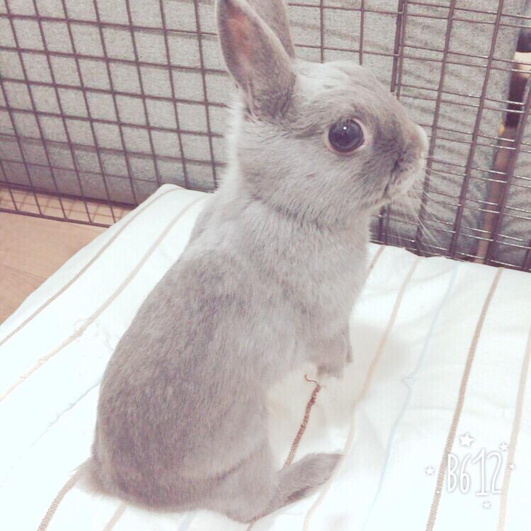こんなに狭いところでくつろいでます🐰
まだまだ顔が幼いなぁ(*/ω＼*)