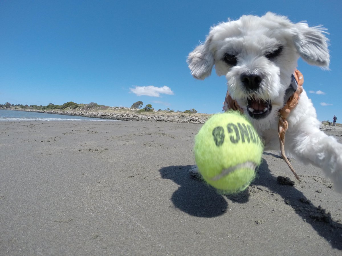 GoProCharlie1's tweet photo. @coconut_cam #coconutcam #shihtzu #bayarea #bayareadogs #quirkeley #berkeley #gopro #goprodogs http://t.co/q3kXJy2KUo