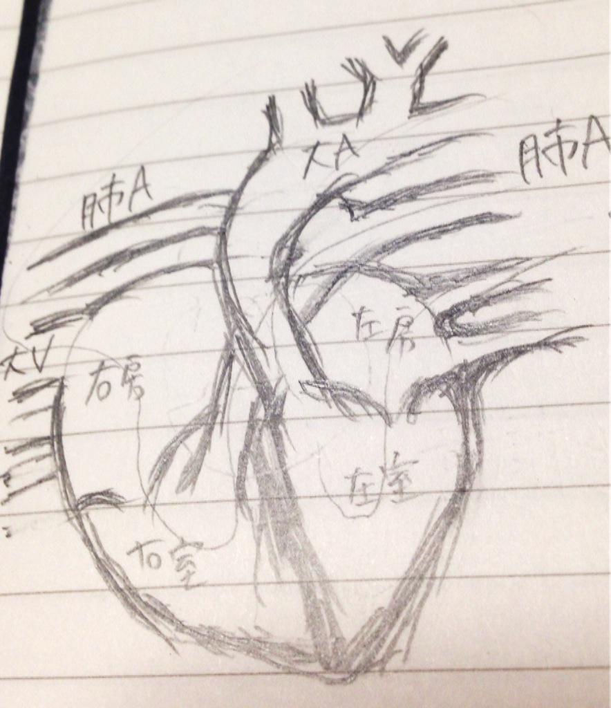ゆずず A Twitter うろ覚え落書きとおまけ 心は心臓の形を模した象形文字で へえー なるほど確かに 心臓の絵 を落書き え 待てや なんで動脈の構造わかってんの古代中国 まさか現代からタイムスリップした医者が解剖して ってとこまで妄想した Http