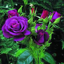 BayasSilvia's tweet photo. Yo le mando una flor a la licenciada  Susana Pinos  en su cumpleaños http://t.co/gMvb9oge2E