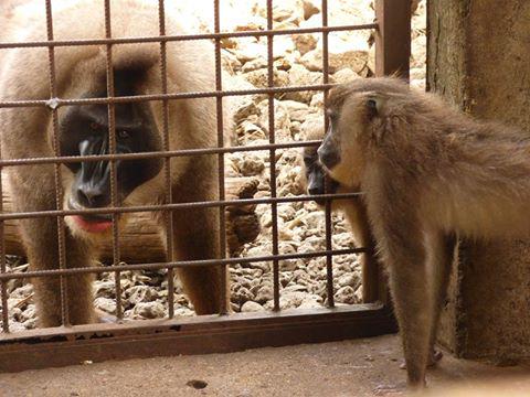 Ossing en Wiskey , zijn gezond verklaart en worden bij de drill groep geintroduceerd ! facebook.com/weesaapjes.nl/…