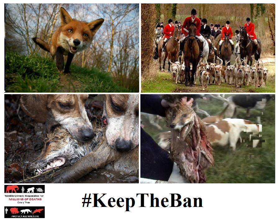 Protect_Wldlife's tweet photo. PLS SIGN &amp; RT: For Foxes' Sake, Don't Let DAVID CAMERON  Repeal #FoxHunting Ban! https://t.co/2vbMCXVuJy #KeepTheBan http://t.co/IBpD32qtTt