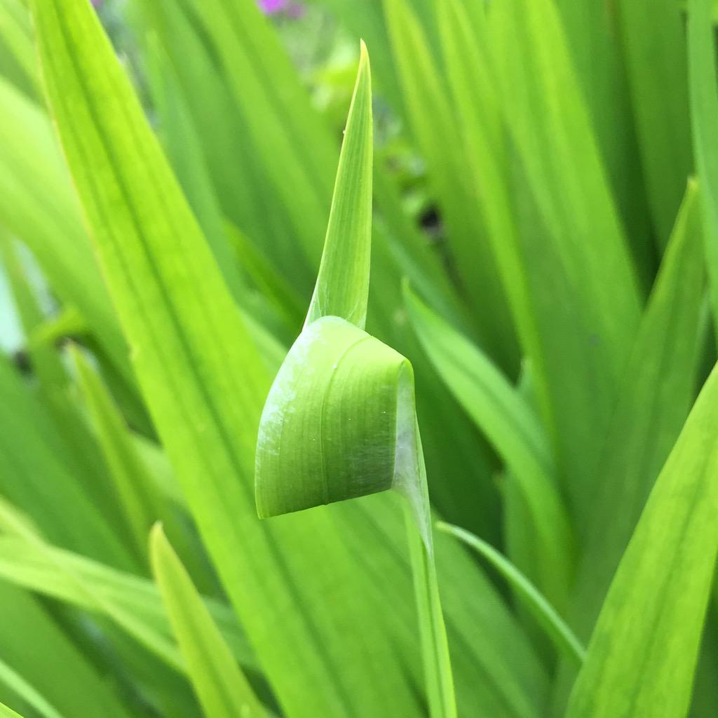 A very neat, double folded home made by some critter - a spider most likely? Leaf is Crocosmia
