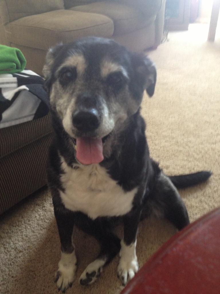 McEssig's tweet photo. Rip cookie ❤️❤️❤️ http://t.co/iICUvjdVV7