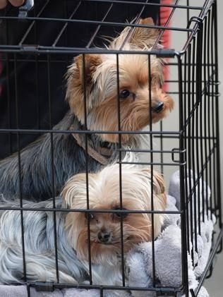 Australia’s outrageous threat to put Johnny Depp’s dogs fordogloversonly.wordpress.com/2015/05/27/aus…