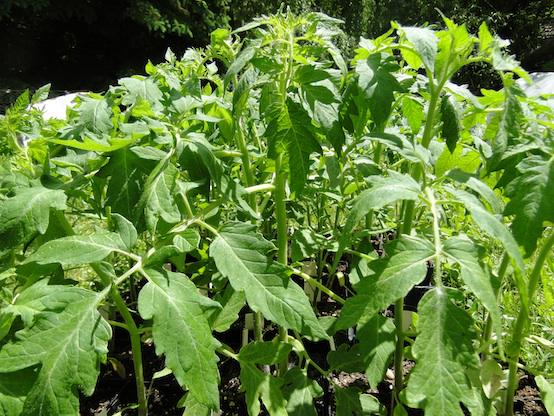 WaubesaPhyllis's tweet photo. #madison #heirloom seedlings #weather #savethedate May 29th May 30th https://t.co/PdGFwr0MQj http://t.co/23rx3LVOlF