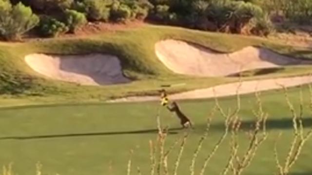 PGAAmateurGolf's tweet image. Here, kitty, kitty. Watch as mountain lion wrestles flagstick at Arizona #golf course: go.pga.com/1J23LNO